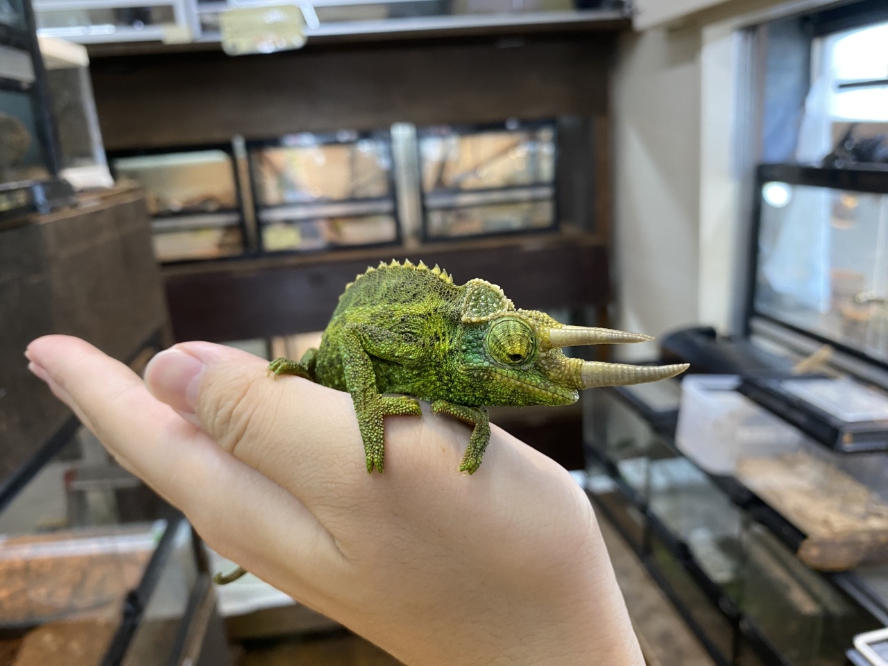 ジャクソンカメレオン（キサントロプス）(1)