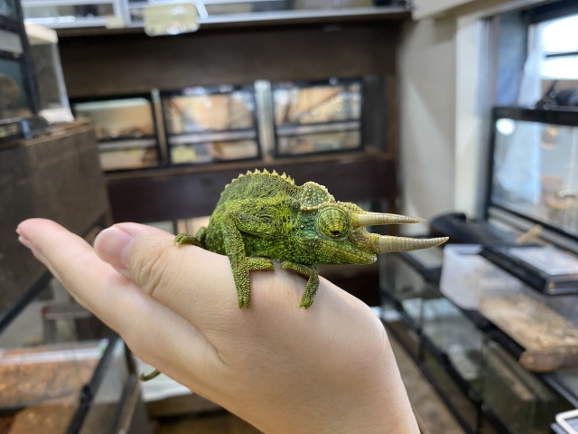 ジャクソンカメレオン（キサントロプス）