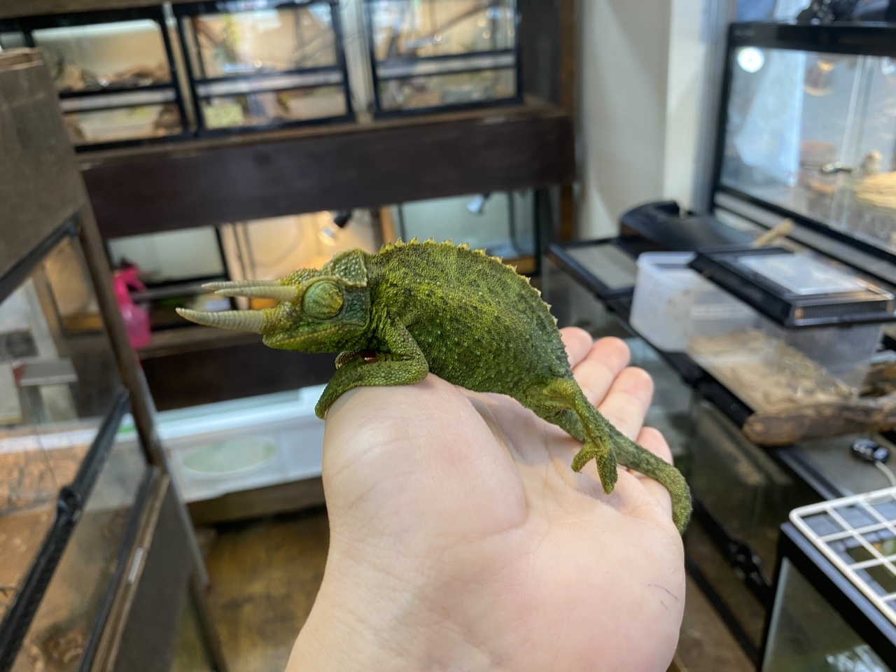 ジャクソンカメレオン（キサントロプス）(2)