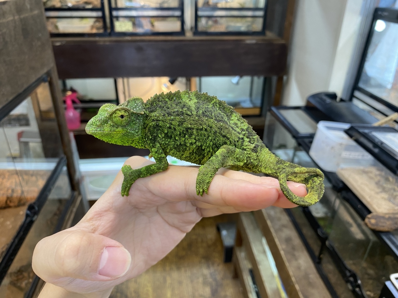 ジャクソンカメレオン（キサントロプス）(4)