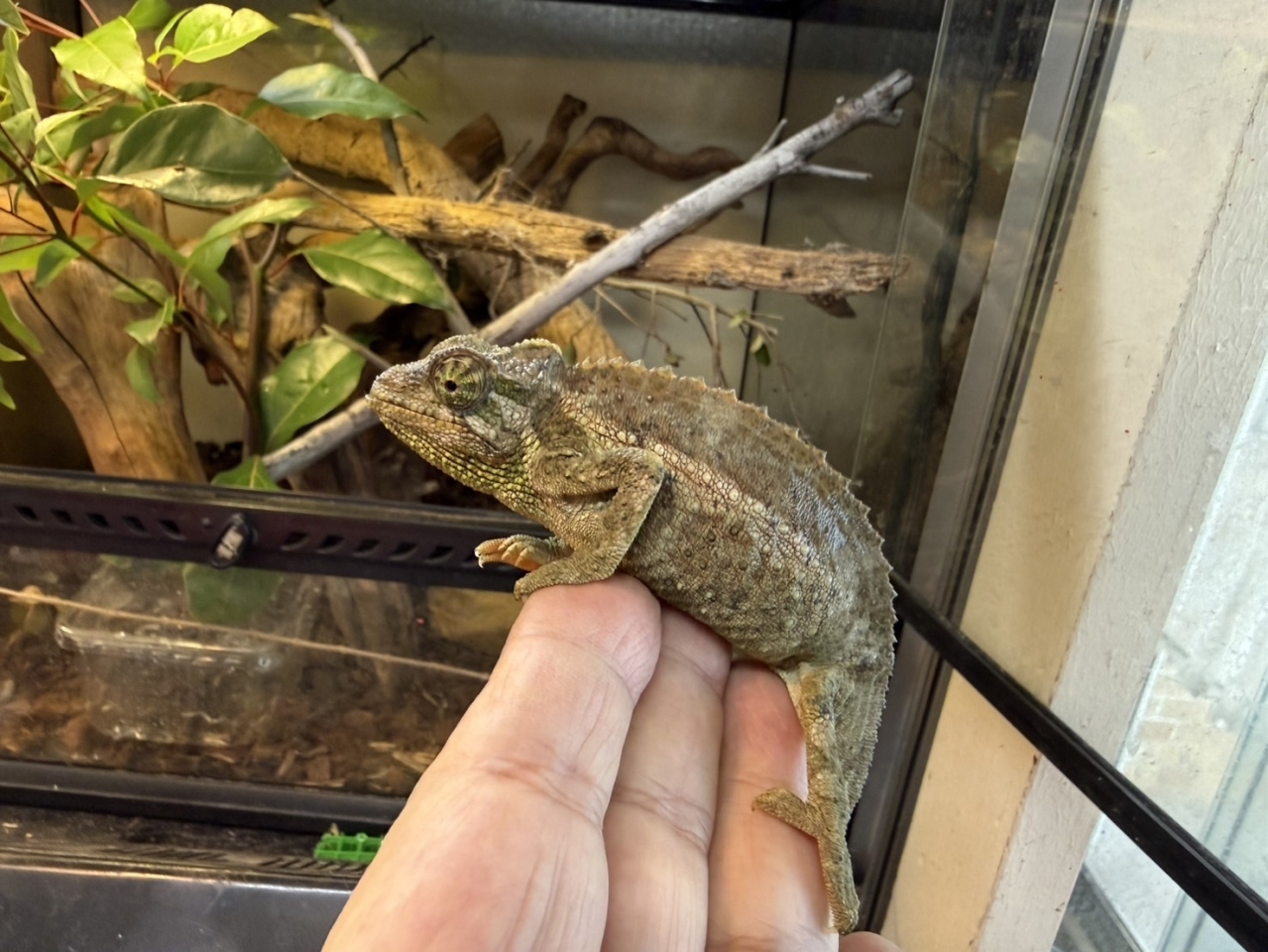 ジャクソンカメレオン（キサントロプス）(3)