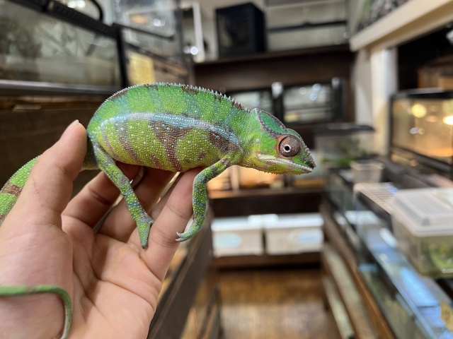 パンサーカメレオン（ノシミチオ）