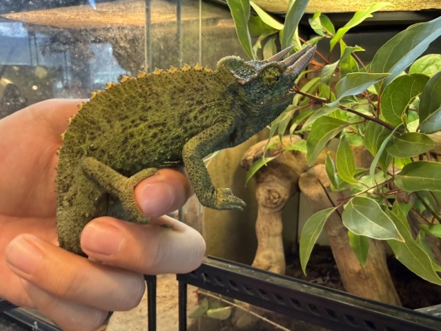 ジャクソンカメレオン（キサントロプス）