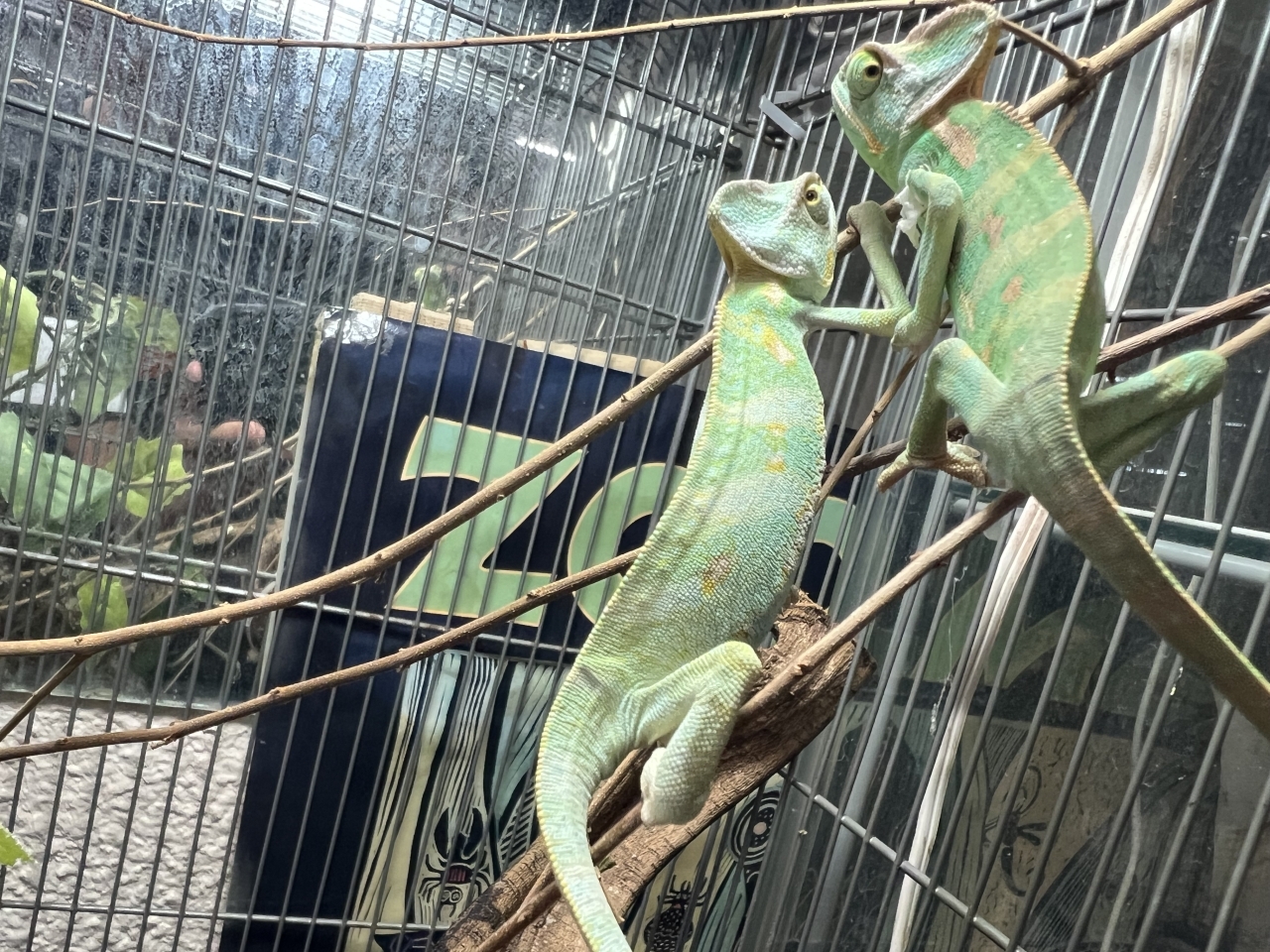 エボシカメレオン(3)