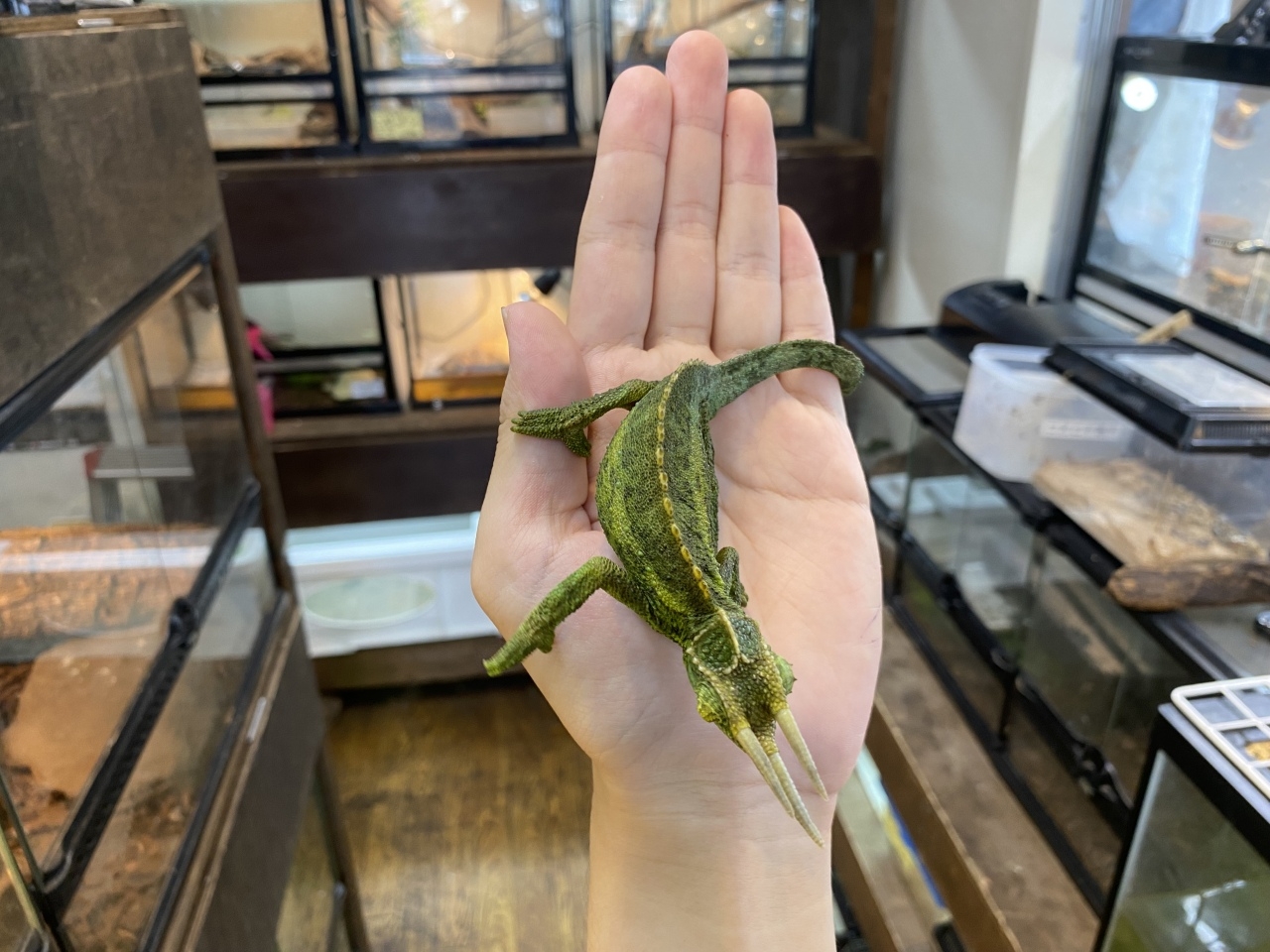 ジャクソンカメレオン（キサントロプス）(3)