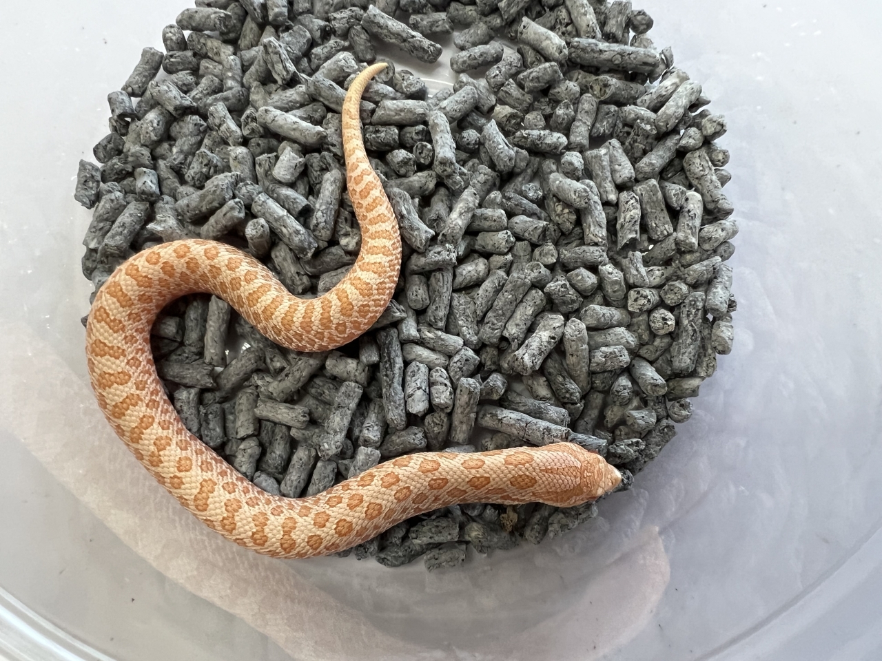 セイブシシバナヘビ（レッドアルビノ）(1)