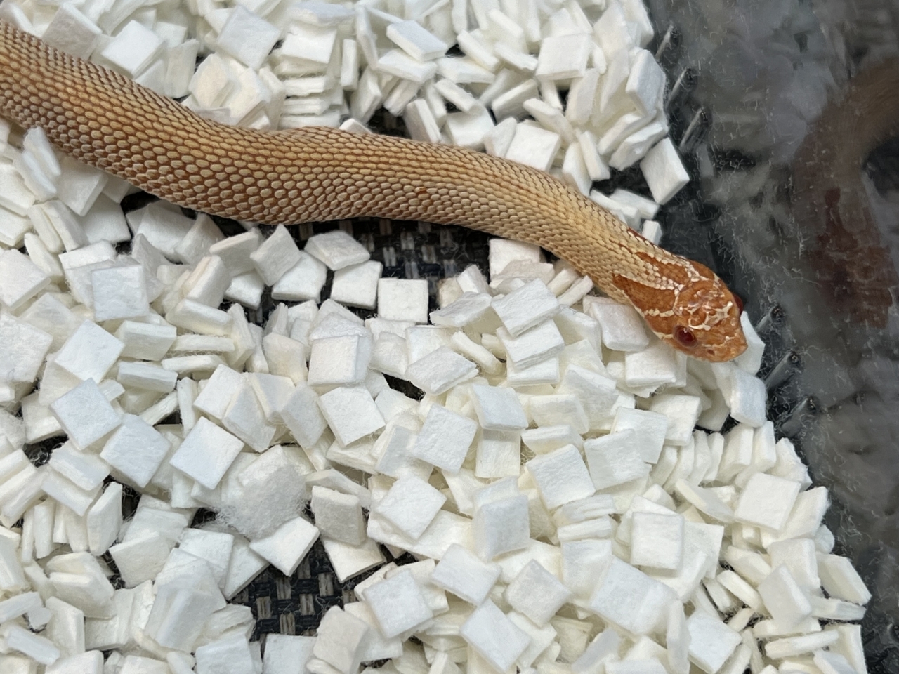 セイブシシバナヘビ（アルビノスーパーコンダ）(2)