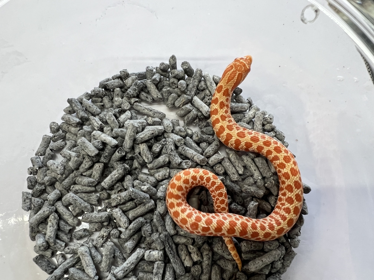 セイブシシバナヘビ（レッドアルビノ）(1)