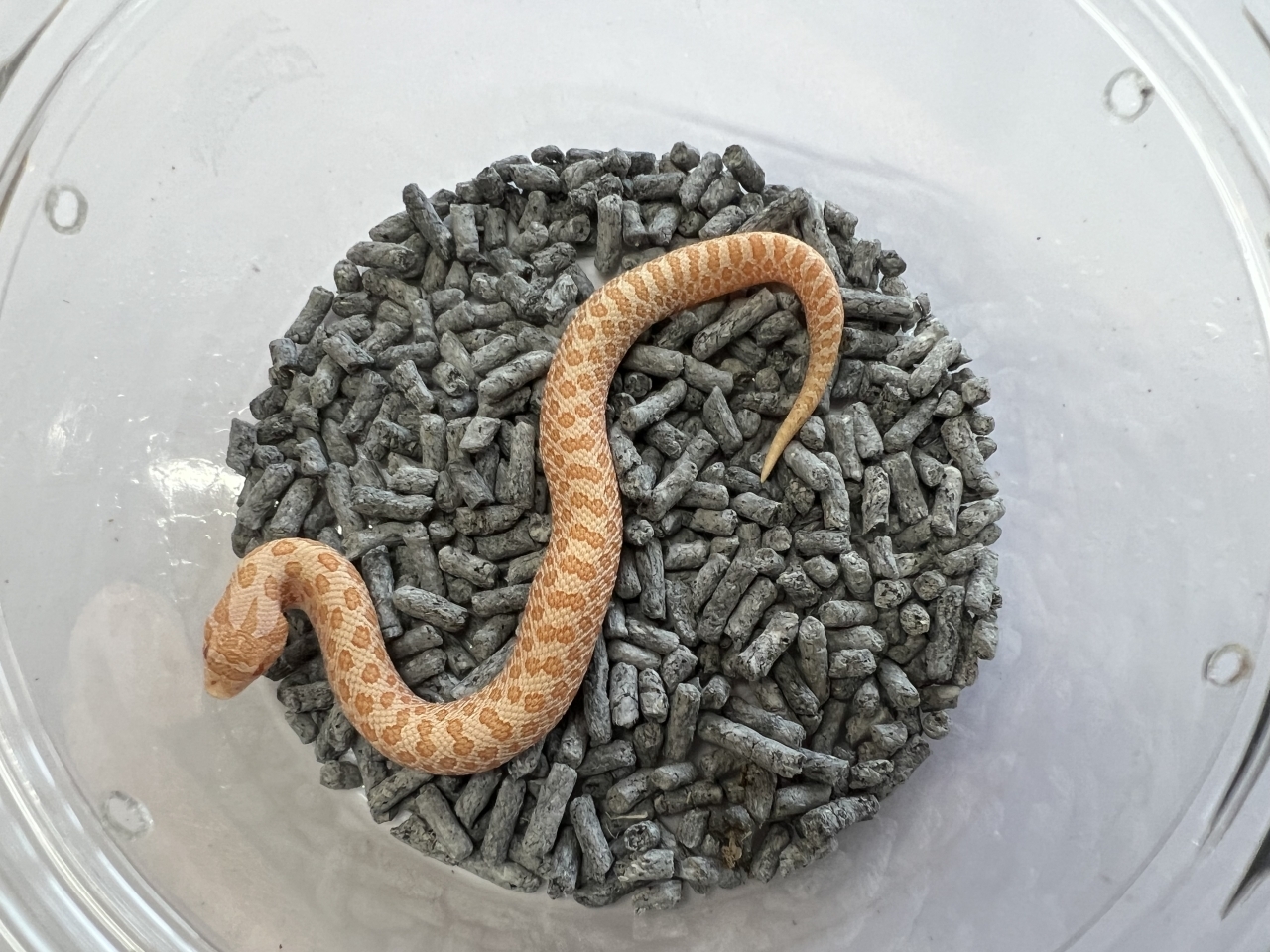 セイブシシバナヘビ（レッドアルビノ）(2)