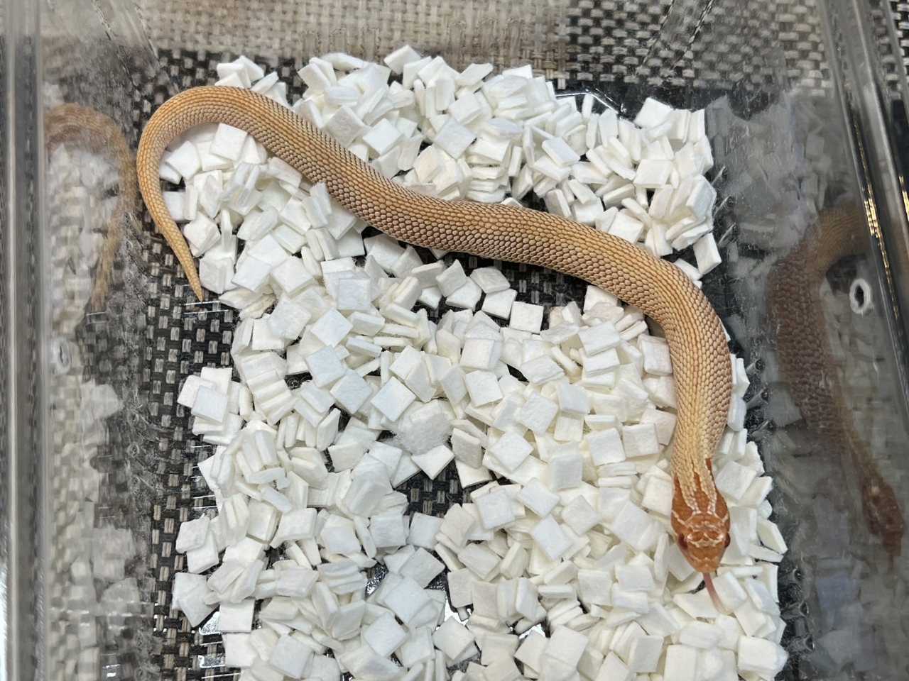 セイブシシバナヘビ（アルビノスーパーコンダ）(3)