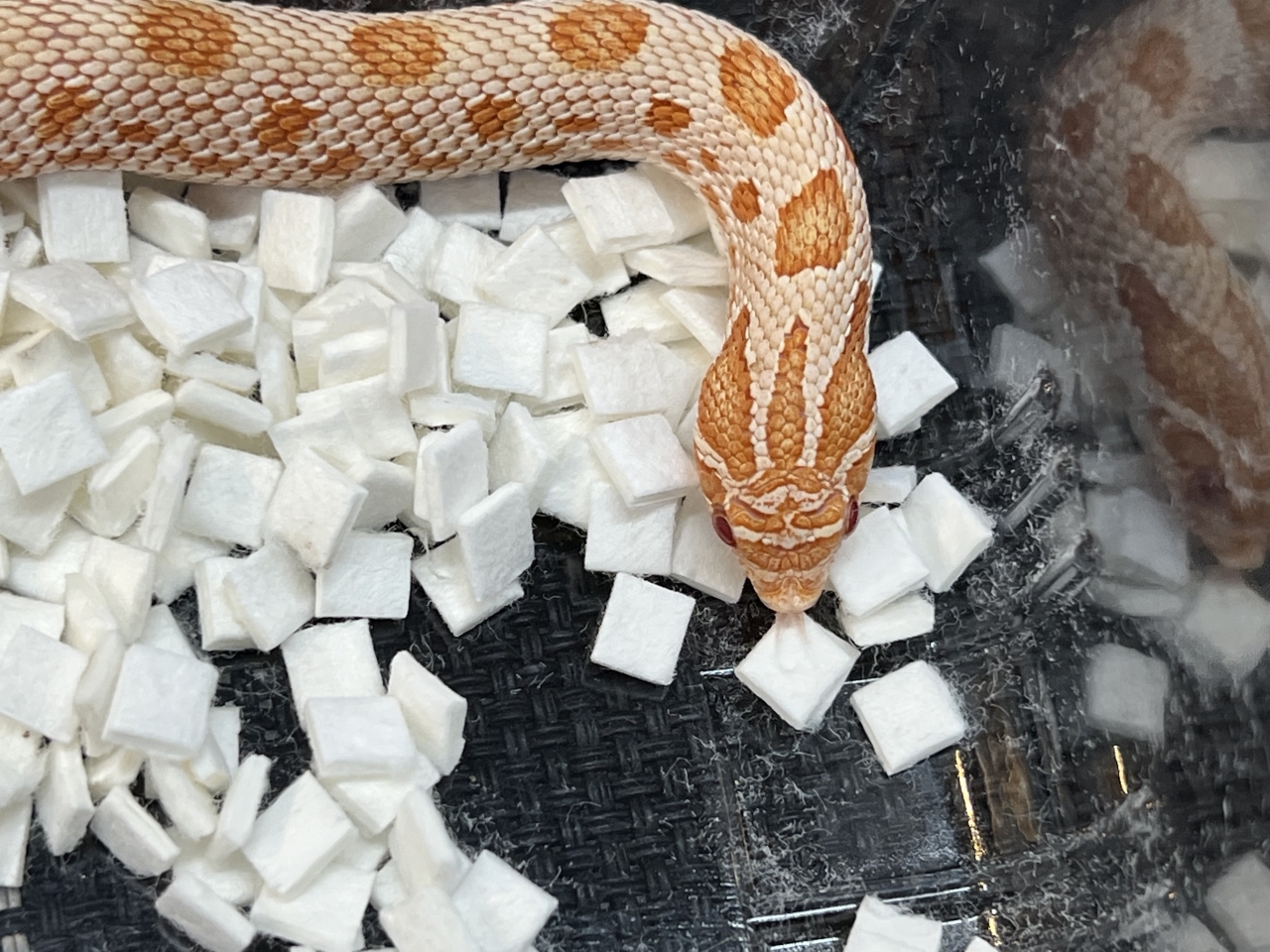 セイブシシバナヘビ（アルビノコンダ）(3)