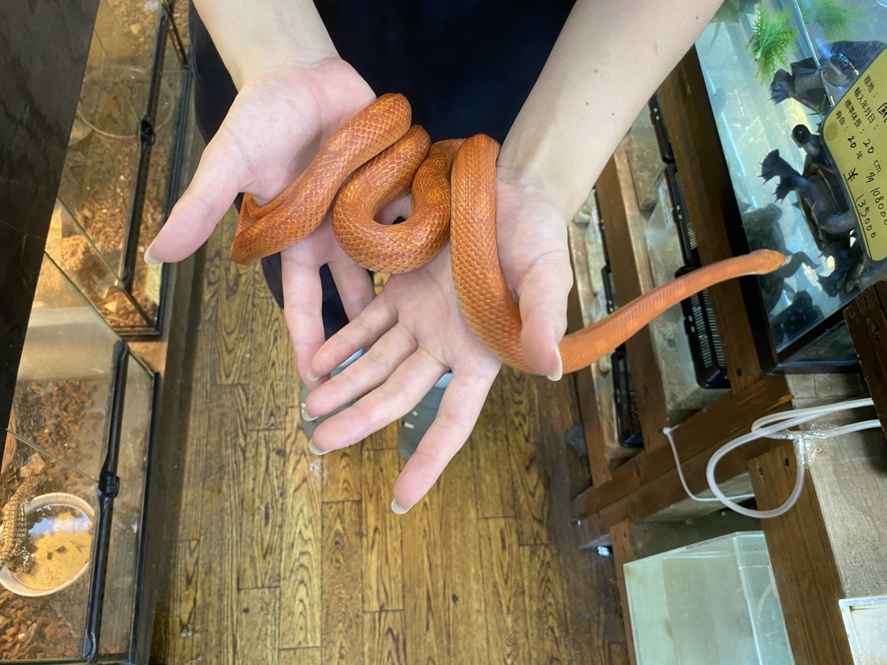 コーンスネーク（ファイア）(2)