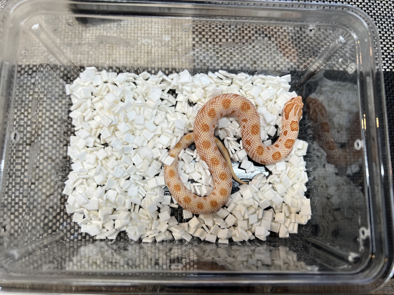 セイブシシバナヘビ（アルビノコンダ）(2)