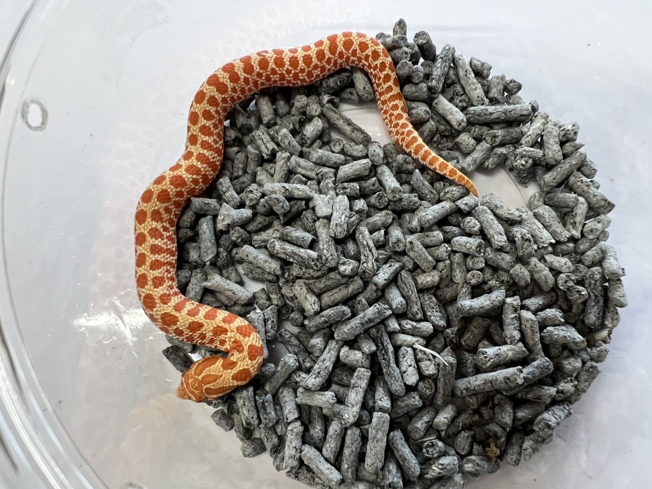 セイブシシバナヘビ（レッドアルビノ）(2)