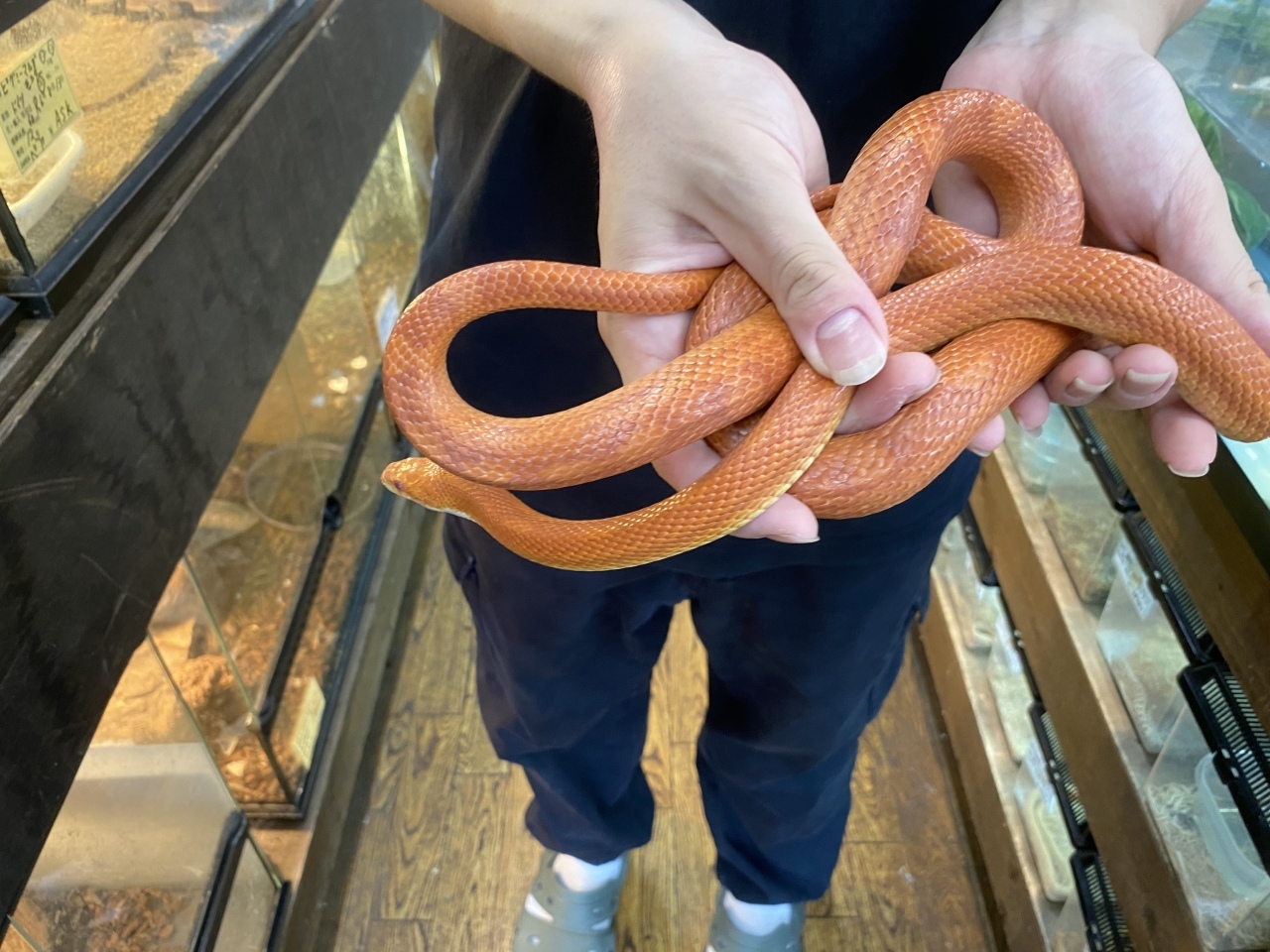 コーンスネーク（ファイア）(1)