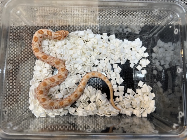 セイブシシバナヘビ（アルビノコンダ）