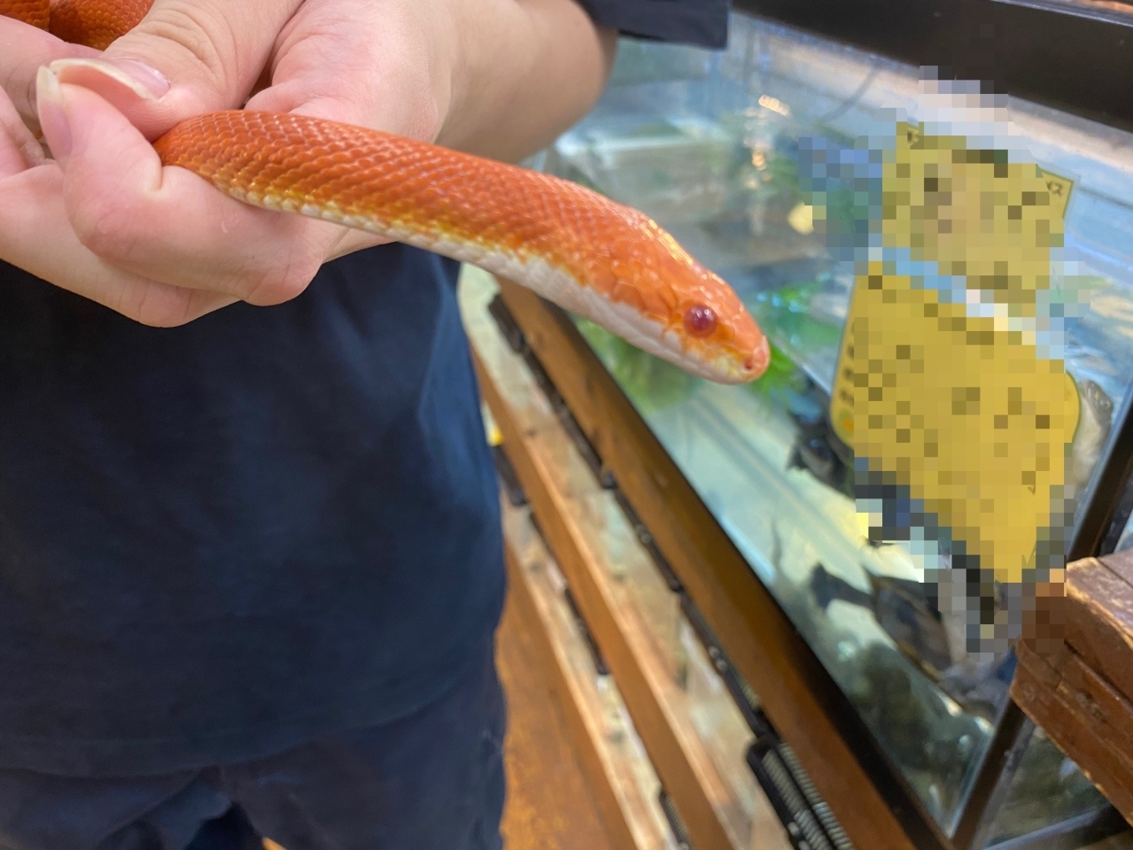 コーンスネーク（ファイア）(3)