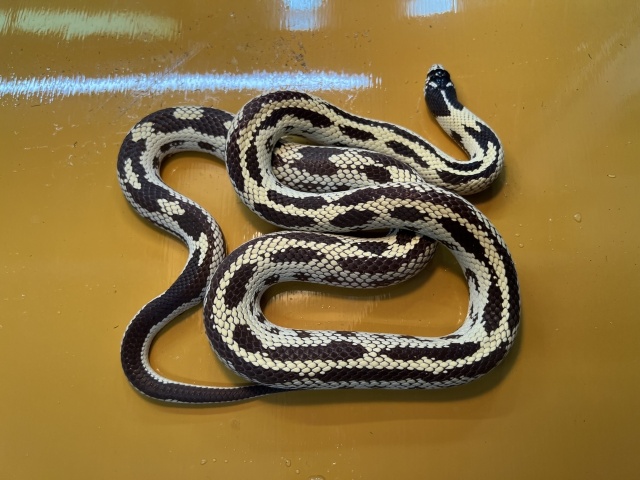 カリフォルニアキングスネーク（コースタルアベラント）