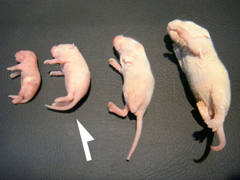 冷凍ピンクマウスM(1)