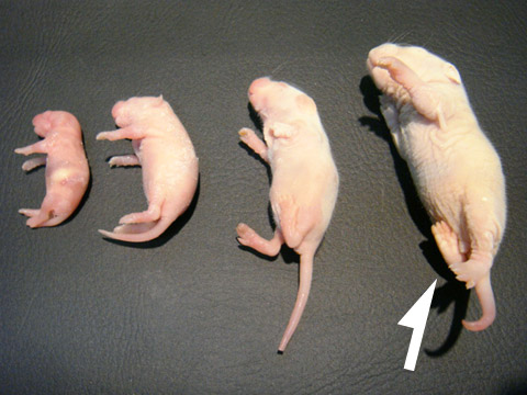 冷凍ピンクラット