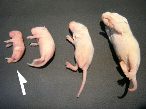 冷凍ピンクマウスS(1)