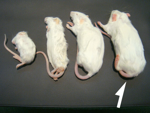 冷凍マウス リタイア(1)