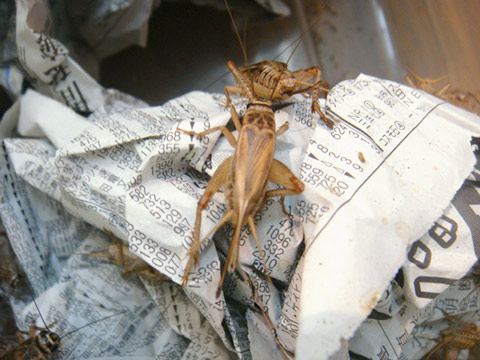 ヨーロッパイエコオロギＭL混合(約50匹)