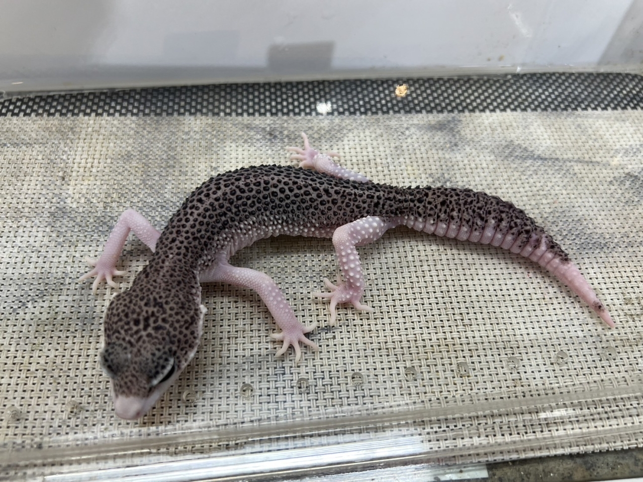 ヒョウモントカゲモドキ（ギャラクシー）(3)