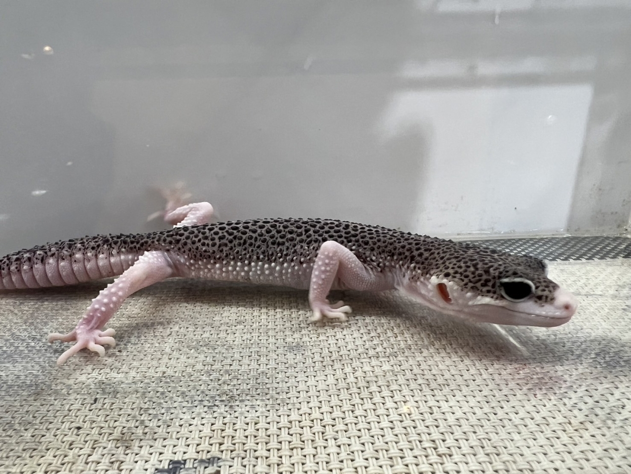 ヒョウモントカゲモドキ（ギャラクシー）(2)