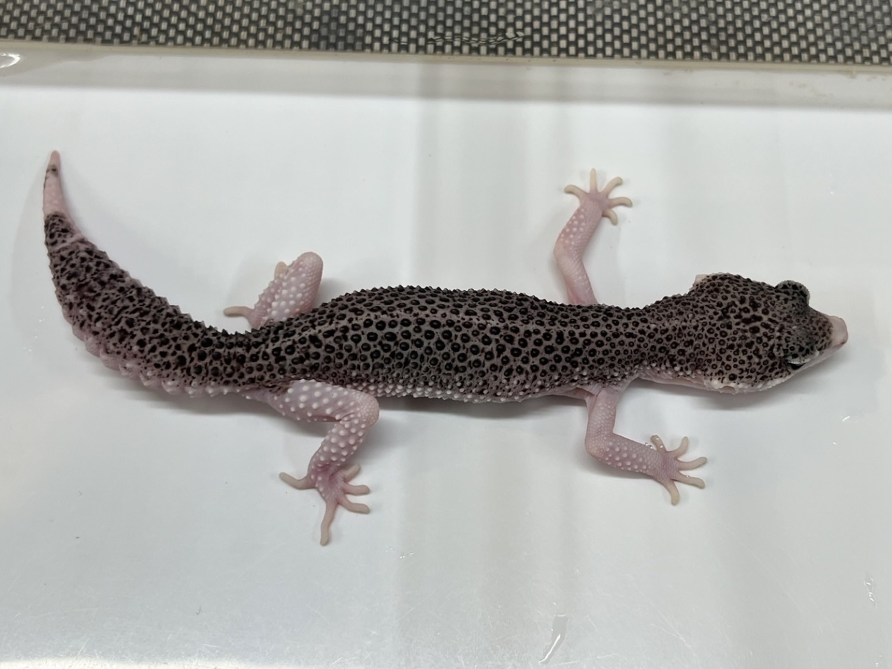 ヒョウモントカゲモドキ（ギャラクシー）(1)