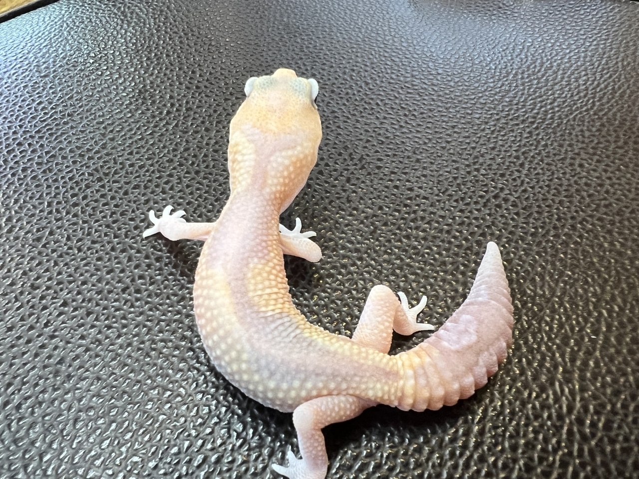 ニシアフリカトカゲモドキ（アメルズールー)(3)