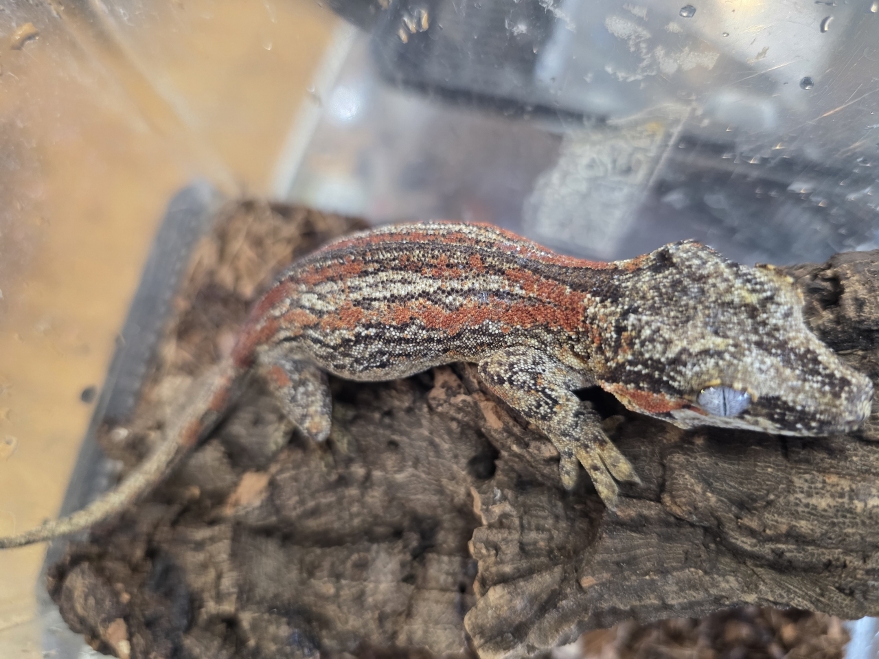 ガーゴイルゲッコ(レッドストライプ)(2)