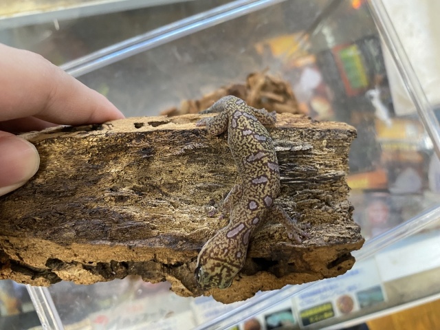 ハスオビビロードヤモリ