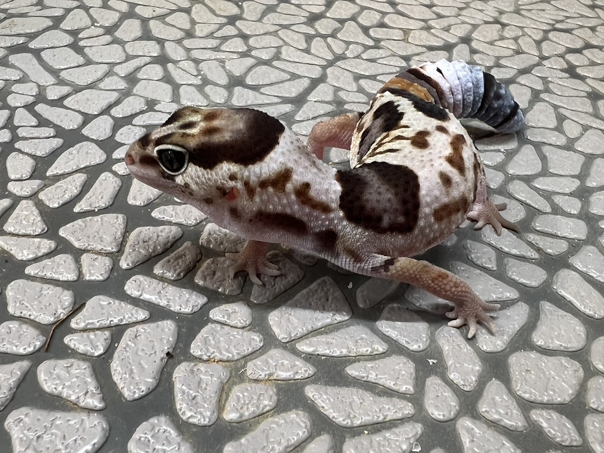 ニシアフリカトカゲモドキ（ホワイトアウト）(3)