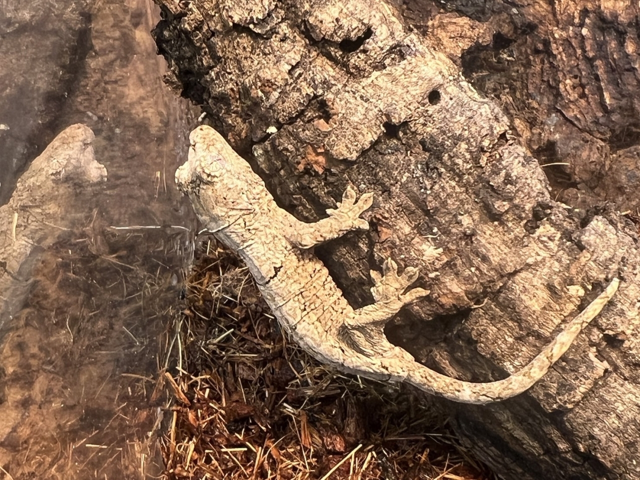 マモノミカドヤモリ（メインランド）(3)