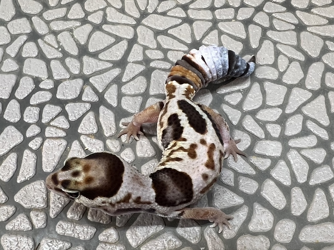 ニシアフリカトカゲモドキ（ホワイトアウト）(4)