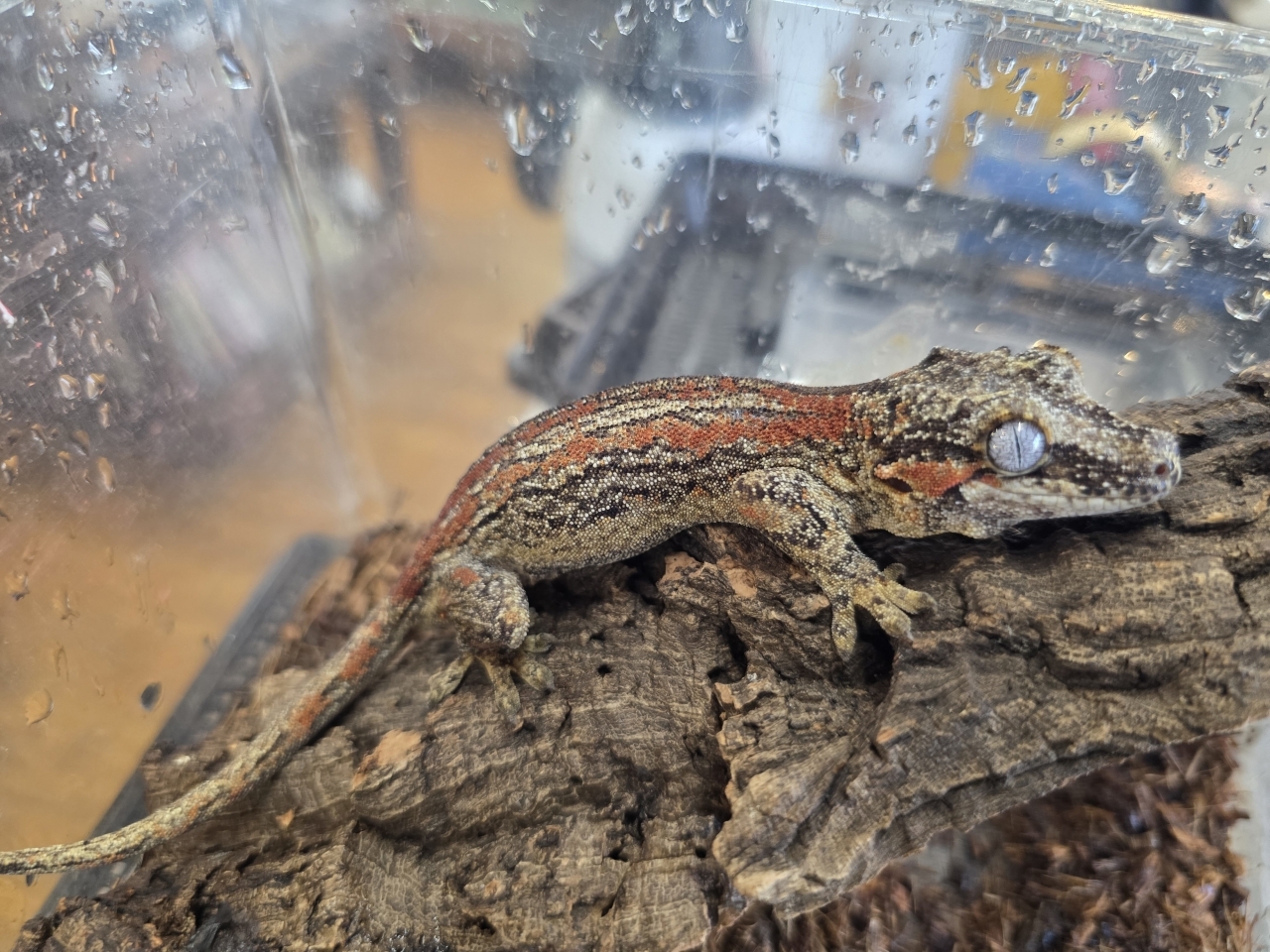 ガーゴイルゲッコ(レッドストライプ)(3)