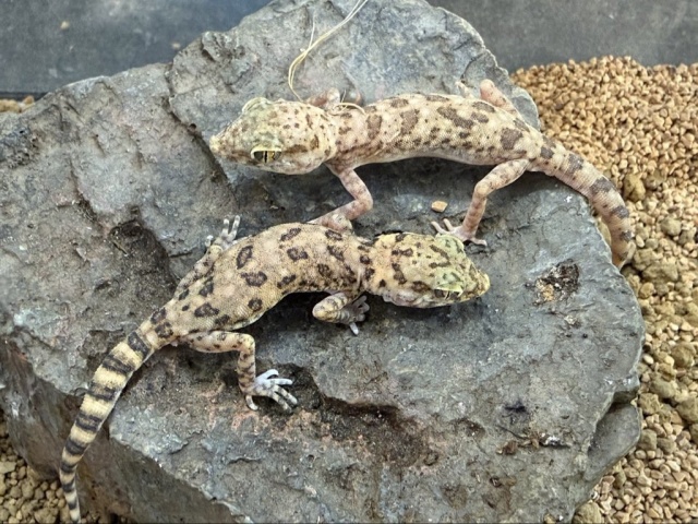 アスワンボウユビヤモリ