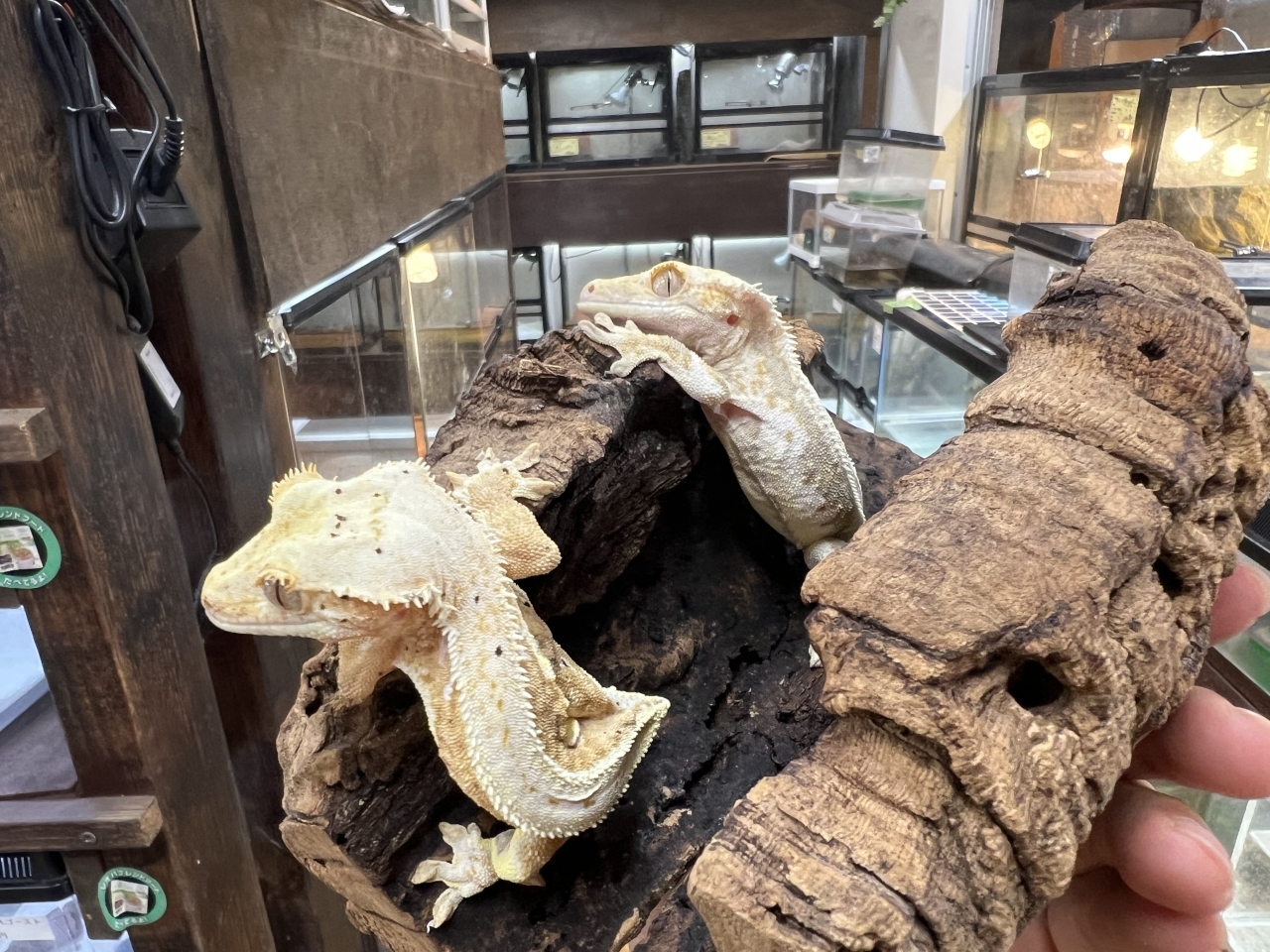 クレステッドゲッコー(4)