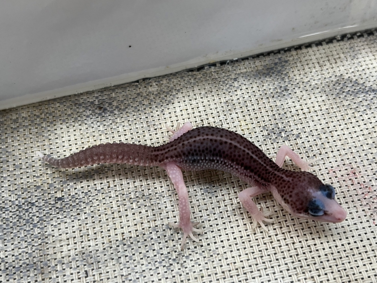 ヒョウモントカゲモドキ（ギャラクシー）(2)