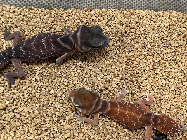 ナメハダタマオヤモリ