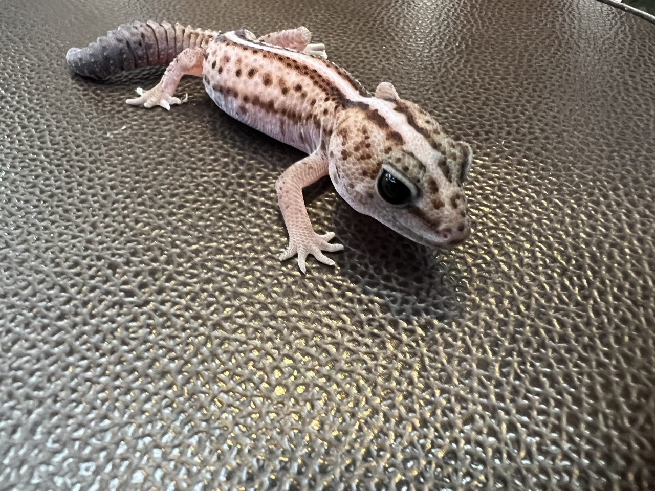 ニシアフリカトカゲモドキ（WOパティhetスノー)(2)