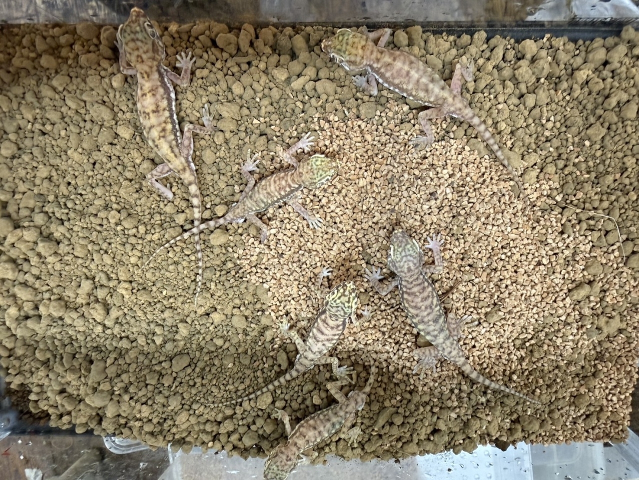 ペトリボウユビヤモリ(2)