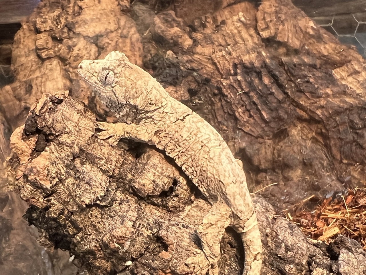 マモノミカドヤモリ（メインランド）(4)