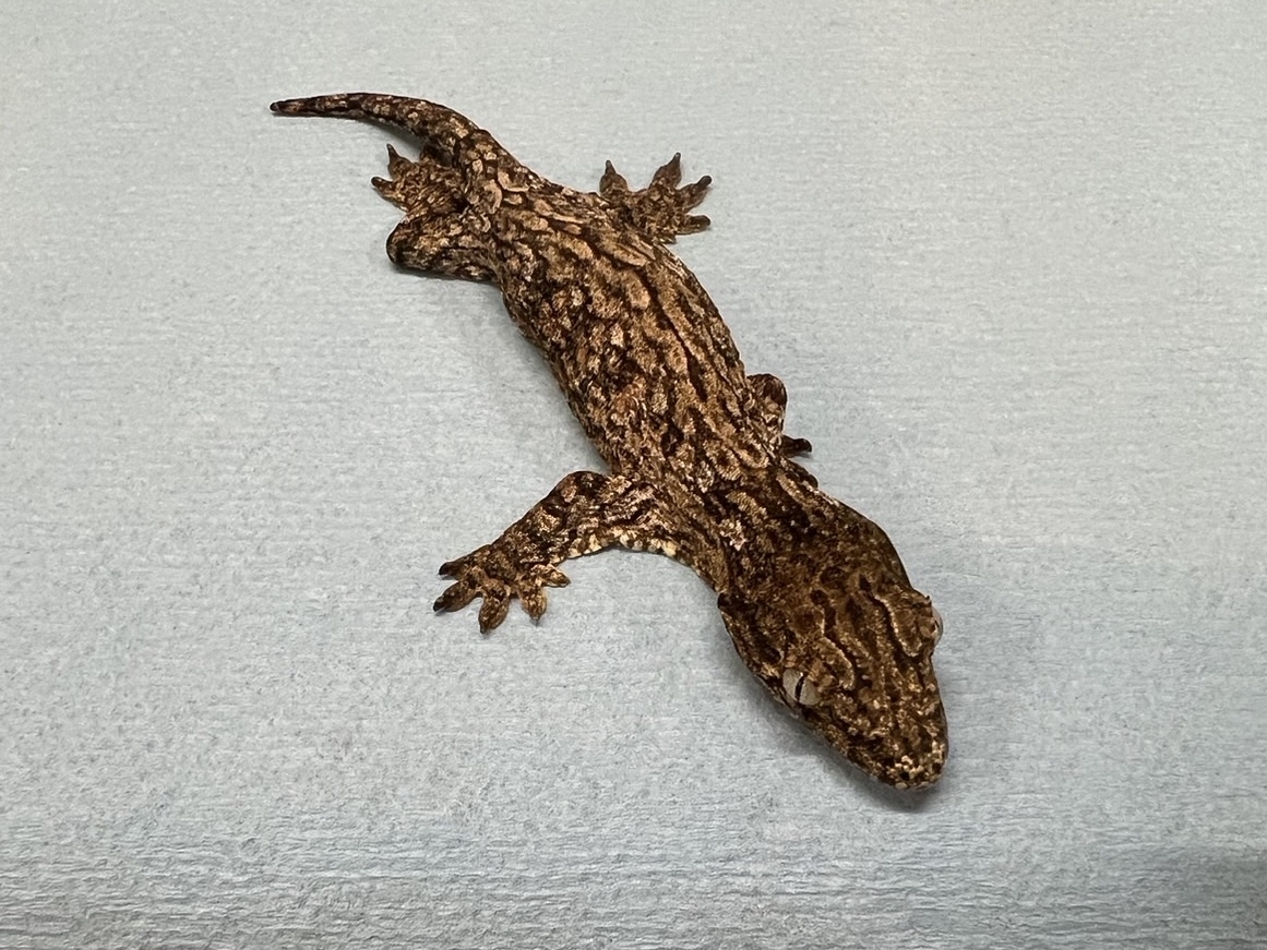 ジャイアントゲッコー（マウントコーギス）（No.2）(1)