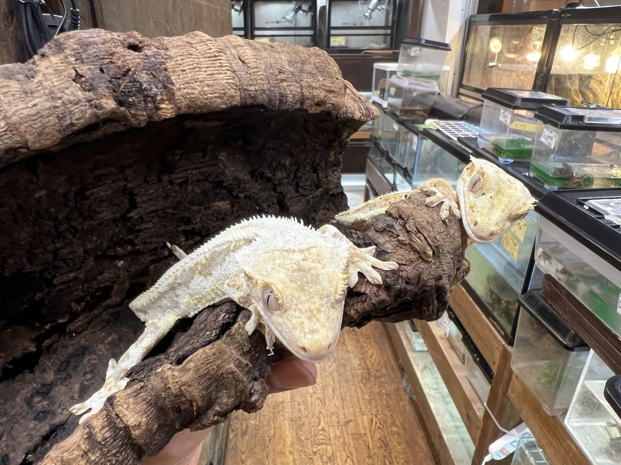 クレステッドゲッコー(3)