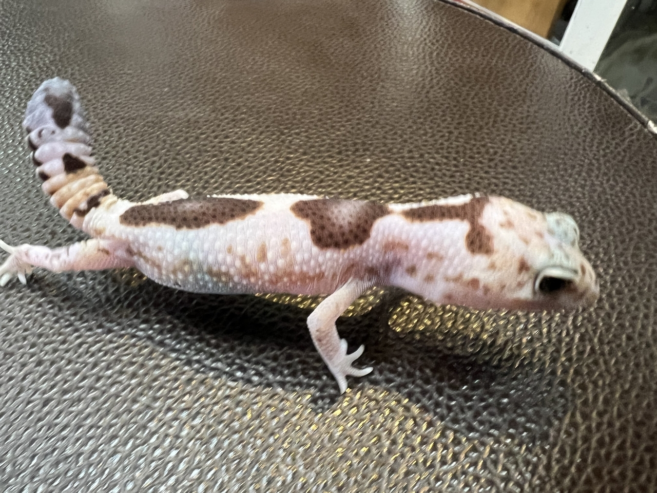 ニシアフリカトカゲモドキ（WOズールーhetゴーストオレオ)(3)