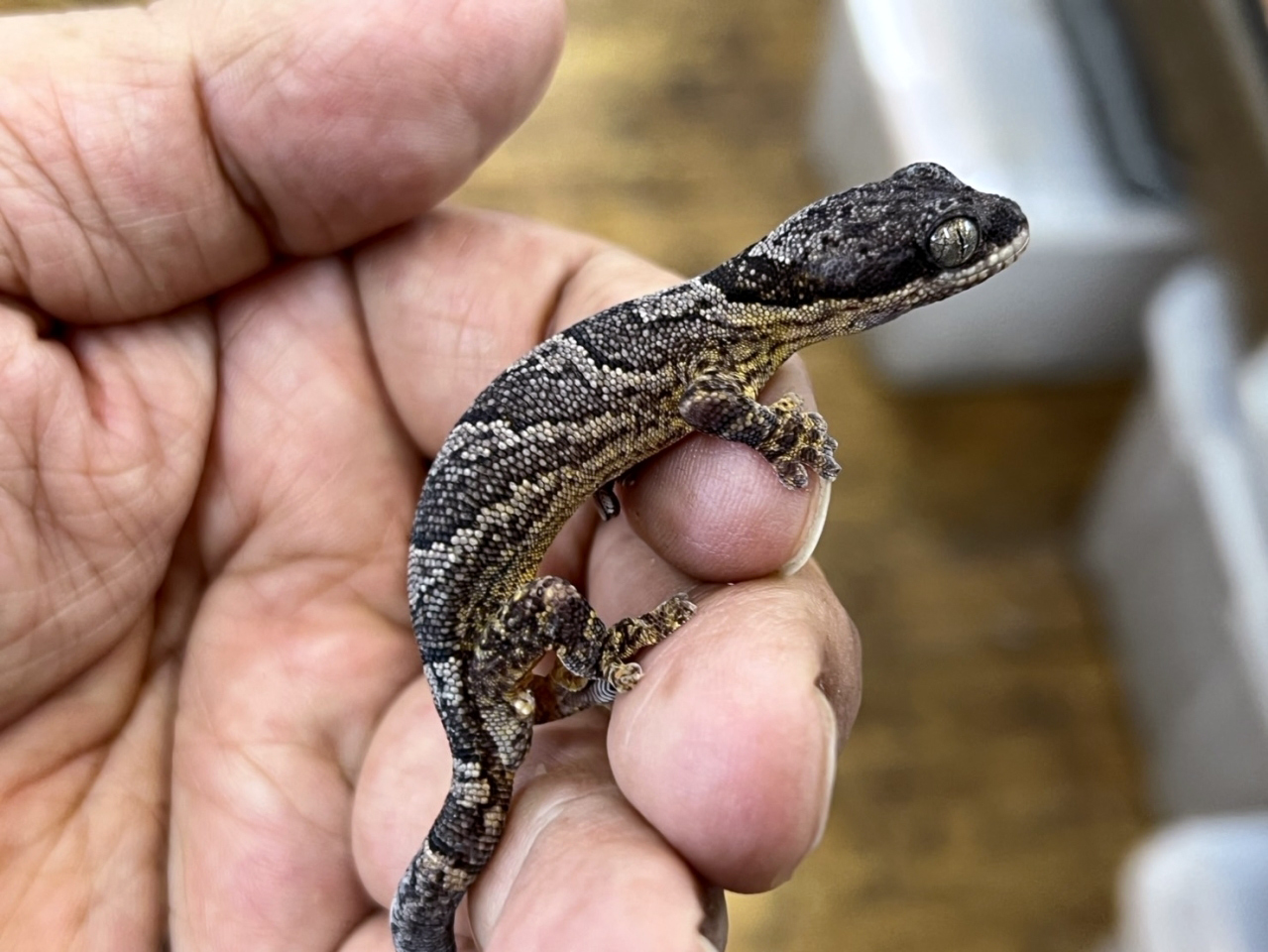 ヒガシアフリカネコツメヤモリ(1)