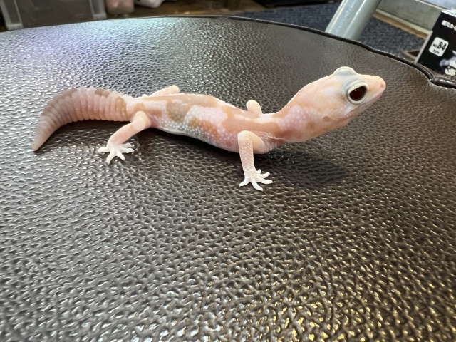 ニシアフリカトカゲモドキ（アメルズールー)