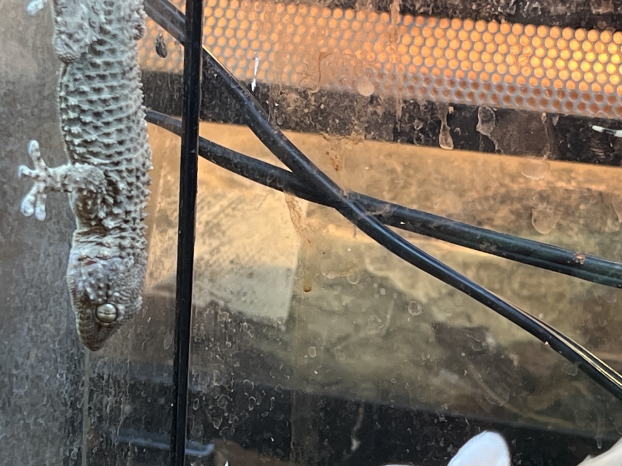 ムーアカベヤモリ(4)